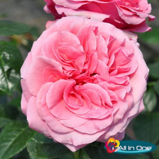 Duftende Edelrose 'Comeback'®, Rosa Bis Hellrosa, Doppelbogen, Topf 7,5 Liter 1 Duftende Edelrose 'Comeback'®, Rosa Bis Hellrosa, Doppelbogen, Topf 7,5 Liter -Gardena Verkaufsgeschäft 0460100695 Comeback All in One Premium Edelrose Co 6l mLogo All in one 51171