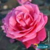 Duftende Edelrose 'Charisma'® Magentarot, Topf 6 Liter -Gardena Verkaufsgeschäft 0460100696 Charisma All in One Premium Edelrose Co 6l magentarot mCopyright Logo All in one 51172