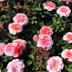 Stammrose 'Käthchen Von Heilbronn'®, Edelrose, Stammhöhe 60cm Im 7,5 Liter Topf -Gardena Verkaufsgeschäft 0460100700 KB Kaethchen von Heilbronn Edelrose Co 6lt2 65418
