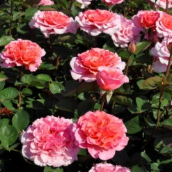 Stammrose 'Käthchen Von Heilbronn'®, Edelrose, Stammhöhe 60cm Im 7,5 Liter Topf -Gardena Verkaufsgeschäft 0460100700 KB Kaethchen von Heilbronn Edelrose Co 6lt3 65419