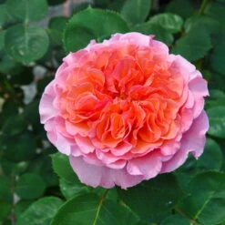 Stammrose 'Käthchen Von Heilbronn'®, Edelrose, Stammhöhe 60cm Im 7,5 Liter Topf -Gardena Verkaufsgeschäft 0460100700 KB Kaethchen von Heilbronn Edelrose Co 6lt4 65420