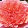 Stammrose 'Käthchen Von Heilbronn'®, Edelrose, Stammhöhe 60cm Im 7,5 Liter Topf -Gardena Verkaufsgeschäft 0460100700 KB Kaethchen von Heilbronn Edelrose Co 6lt 60515