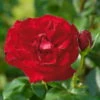 Edelrose 'Marlene®', Rot, Topf 6 Liter -Gardena Verkaufsgeschäft 0460100759 Marlene Premium Edelrose Co6lt 1 118839