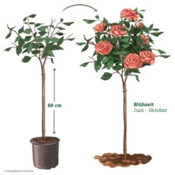 Stammrose 'Käthchen Von Heilbronn'®, Edelrose, Stammhöhe 60cm Im 7,5 Liter Topf -Gardena Verkaufsgeschäft 046080 Rosenstamm apricot rosa 122132
