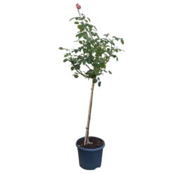 Stammrose 'Käthchen Von Heilbronn'®, Edelrose, Stammhöhe 60cm Im 7,5 Liter Topf -Gardena Verkaufsgeschäft 0460800720 Rose Halbstamm Kaetchen von Heilbronn 2 115579
