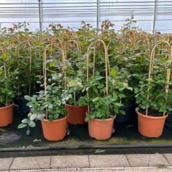 Beetrose 'Westpoint'®, Blutorange, Doppelbogen, Topf 10 Liter -Gardena Verkaufsgeschäft 0460850981 rose westpoint doppelbogen 1 124046