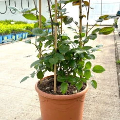 Beetrose 'Westpoint'®, Blutorange, Doppelbogen, Topf 10 Liter -Gardena Verkaufsgeschäft 0460850981 rose westpoint doppelbogen 3 124044