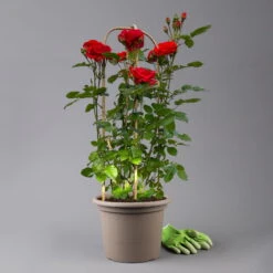 Beetrose 'Westpoint'®, Blutorange, Doppelbogen, Topf 10 Liter -Gardena Verkaufsgeschäft 0460850981 rose westpoint premium doppelbogen 3 t 125106