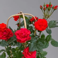 Beetrose 'Westpoint'®, Blutorange, Doppelbogen, Topf 10 Liter -Gardena Verkaufsgeschäft 0460850981 rose westpoint premium doppelbogen 3 125107