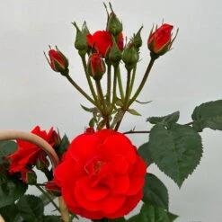 Beetrose 'Westpoint'®, Blutorange, Doppelbogen, Topf 10 Liter -Gardena Verkaufsgeschäft 0460850981 rose westpoint premium doppelbogen 4 124619