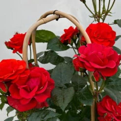 Beetrose 'Westpoint'®, Blutorange, Doppelbogen, Topf 10 Liter -Gardena Verkaufsgeschäft 0460850981 rose westpoint premium doppelbogen 5 124618