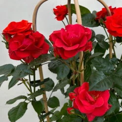 Beetrose 'Westpoint'®, Blutorange, Doppelbogen, Topf 10 Liter -Gardena Verkaufsgeschäft 0460850981 rose westpoint premium doppelbogen 6 124620