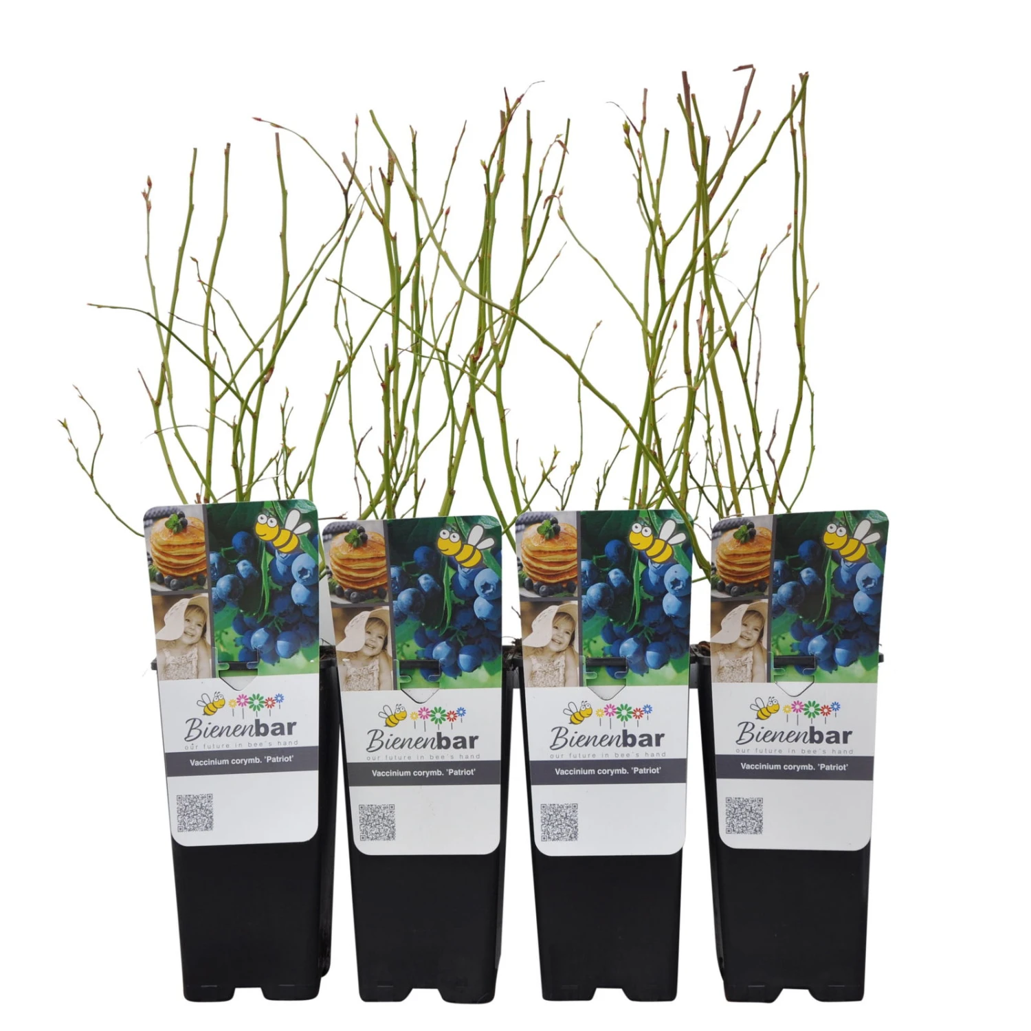 Heidelbeere 'Patriot', 4er-Set, Topf Je 2 Liter 4 Heidelbeere 'Patriot', 4er-Set, Topf Je 2 Liter – Bild 2