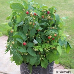 Gardena Verkaufsgeschäft -Gardena Verkaufsgeschäft 0480900167 Summer Lovers Patio Red Sommerhimbeere neu 91948