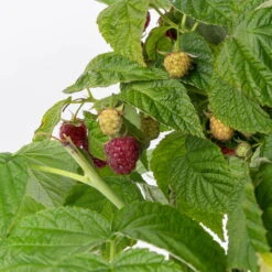 Zwerghimbeere Lowberry® Little Sweet Sister® , 5 L Topf 8 Zwerghimbeere Lowberry® Little Sweet Sister® , 5 L Topf -Gardena Verkaufsgeschäft 0480900189 Little Sweet Sister Zwerghimbeere 6 98273