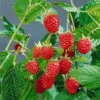 Herbsthimbeeren 'Heritage', 4er-Set, Topf Je 2 Liter
