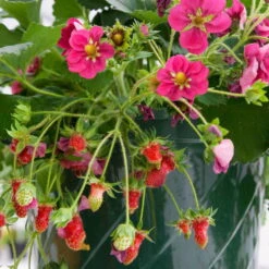 6er-Set Erdbeere Hummi® 'Merosa' öftertragend, Je Im 9 Cm Topf