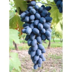 Kernarme Tafeltraube 'Kodrianka'(s) -Gardena Verkaufsgeschäft 0480930340 KB tafeltraube Kodrianka 75029