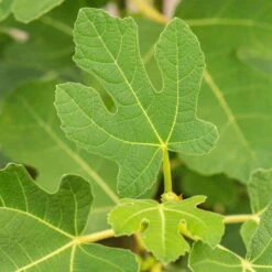 Gardena Verkaufsgeschäft -Gardena Verkaufsgeschäft 0480940150 Ficus carica Firoma 2er Set 2 99281
