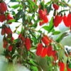 Goji-Beere, Lycium Barbarum, Höhe 60-80 Cm, Topf 5 Liter -Gardena Verkaufsgeschäft 0480950422 KB Lycium barbarum Goji Beere 100873
