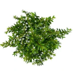 Japanische Scheinmyrte, Farben Zufällig, Topf-Ø 17 Cm, 2er-Set 27 Japanische Scheinmyrte, Farben Zufällig, Topf-Ø 17 Cm, 2er-Set -Gardena Verkaufsgeschäft 0610260038 Cuphea hyssopifolia T17 weiss 2er Set WS 6 93789