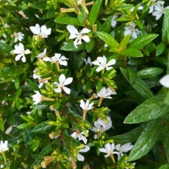 Japanische Scheinmyrte, Farben Zufällig, Topf-Ø 17 Cm, 2er-Set 25 Japanische Scheinmyrte, Farben Zufällig, Topf-Ø 17 Cm, 2er-Set -Gardena Verkaufsgeschäft 0610260038 Cuphea hyssopifolia T17 weiss 2er Set WS 7 93701