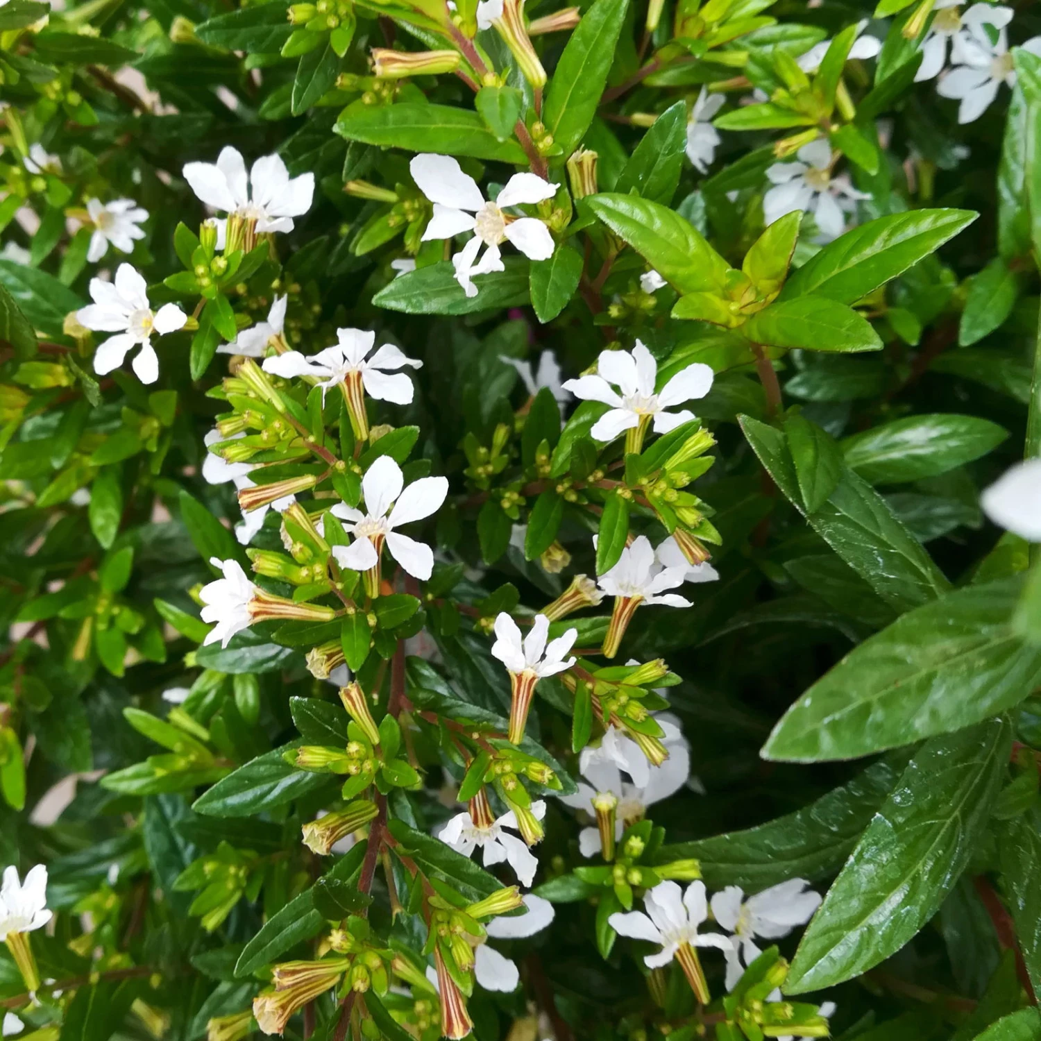 Japanische Scheinmyrte, Farben Zufällig, Topf-Ø 17 Cm, 2er-Set 9 Japanische Scheinmyrte, Farben Zufällig, Topf-Ø 17 Cm, 2er-Set – Bild 8