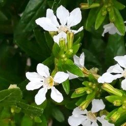 Japanische Scheinmyrte, Farben Zufällig, Topf-Ø 17 Cm, 2er-Set 23 Japanische Scheinmyrte, Farben Zufällig, Topf-Ø 17 Cm, 2er-Set -Gardena Verkaufsgeschäft 0610260038 Cuphea hyssopifolia T17 weiss 2er Set WS 8 93700