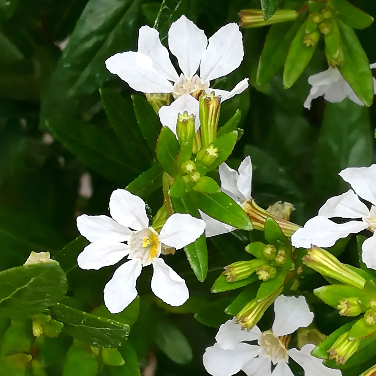 Japanische Scheinmyrte, Farben Zufällig, Topf-Ø 17 Cm, 2er-Set 7 Japanische Scheinmyrte, Farben Zufällig, Topf-Ø 17 Cm, 2er-Set – Bild 6