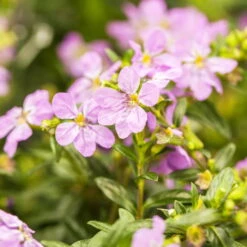 Japanische Scheinmyrte, Farben Zufällig, Topf-Ø 17 Cm, 2er-Set 21 Japanische Scheinmyrte, Farben Zufällig, Topf-Ø 17 Cm, 2er-Set -Gardena Verkaufsgeschäft 0610260039 Cuphea hyssopifolia Bluetenbilder 1 93707