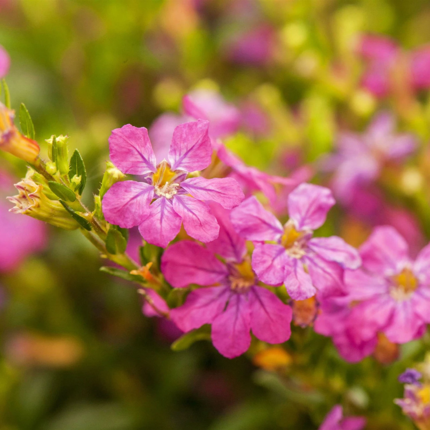 Japanische Scheinmyrte, Farben Zufällig, Topf-Ø 17 Cm, 2er-Set 4 Japanische Scheinmyrte, Farben Zufällig, Topf-Ø 17 Cm, 2er-Set – Bild 3