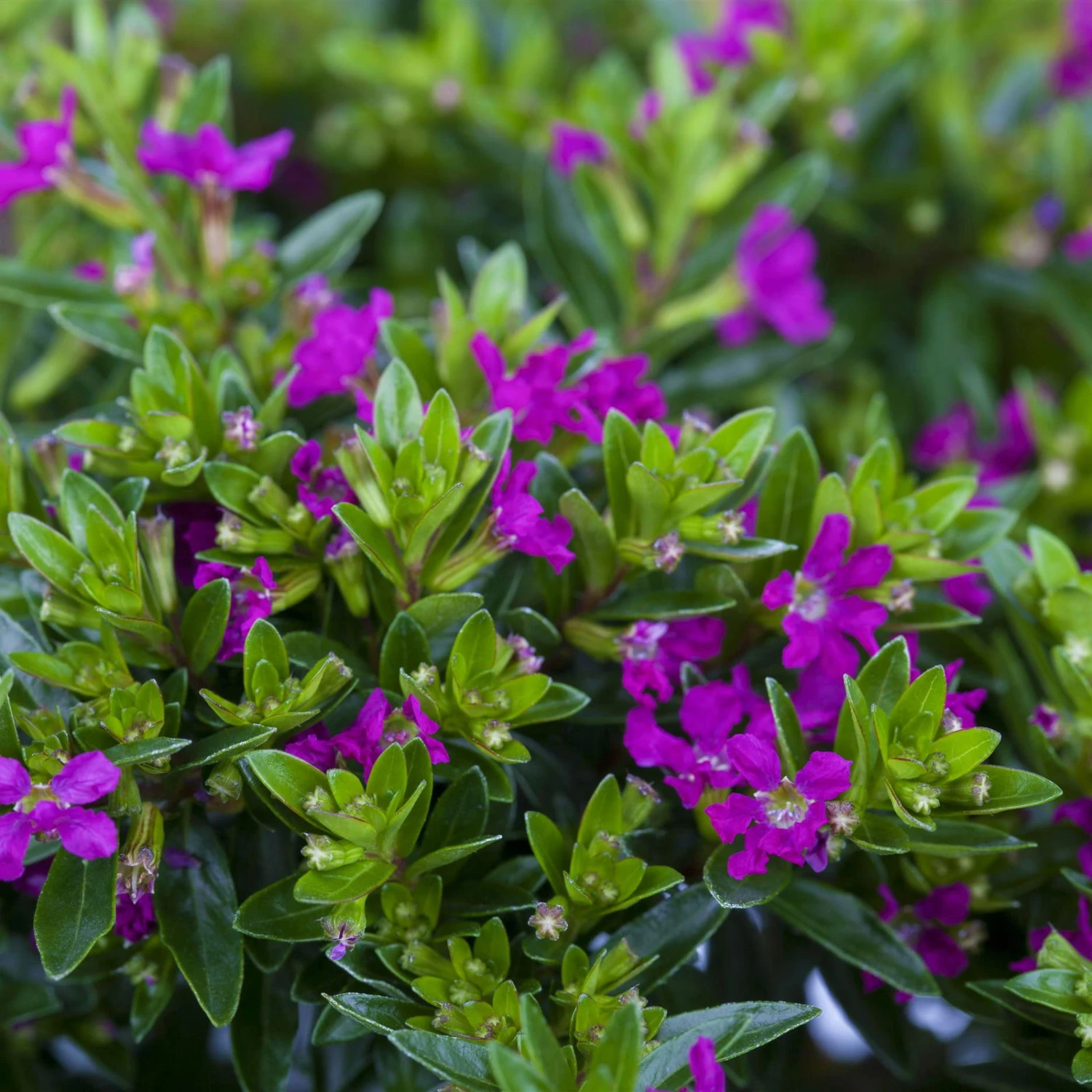 Japanische Scheinmyrte, Farben Zufällig, Topf-Ø 17 Cm, 2er-Set 8 Japanische Scheinmyrte, Farben Zufällig, Topf-Ø 17 Cm, 2er-Set – Bild 7