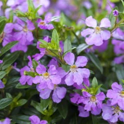 Japanische Scheinmyrte, Farben Zufällig, Topf-Ø 17 Cm, 2er-Set 22 Japanische Scheinmyrte, Farben Zufällig, Topf-Ø 17 Cm, 2er-Set -Gardena Verkaufsgeschäft 0610260039 Cuphea hyssopifolia Bluetenbilder 4 93706