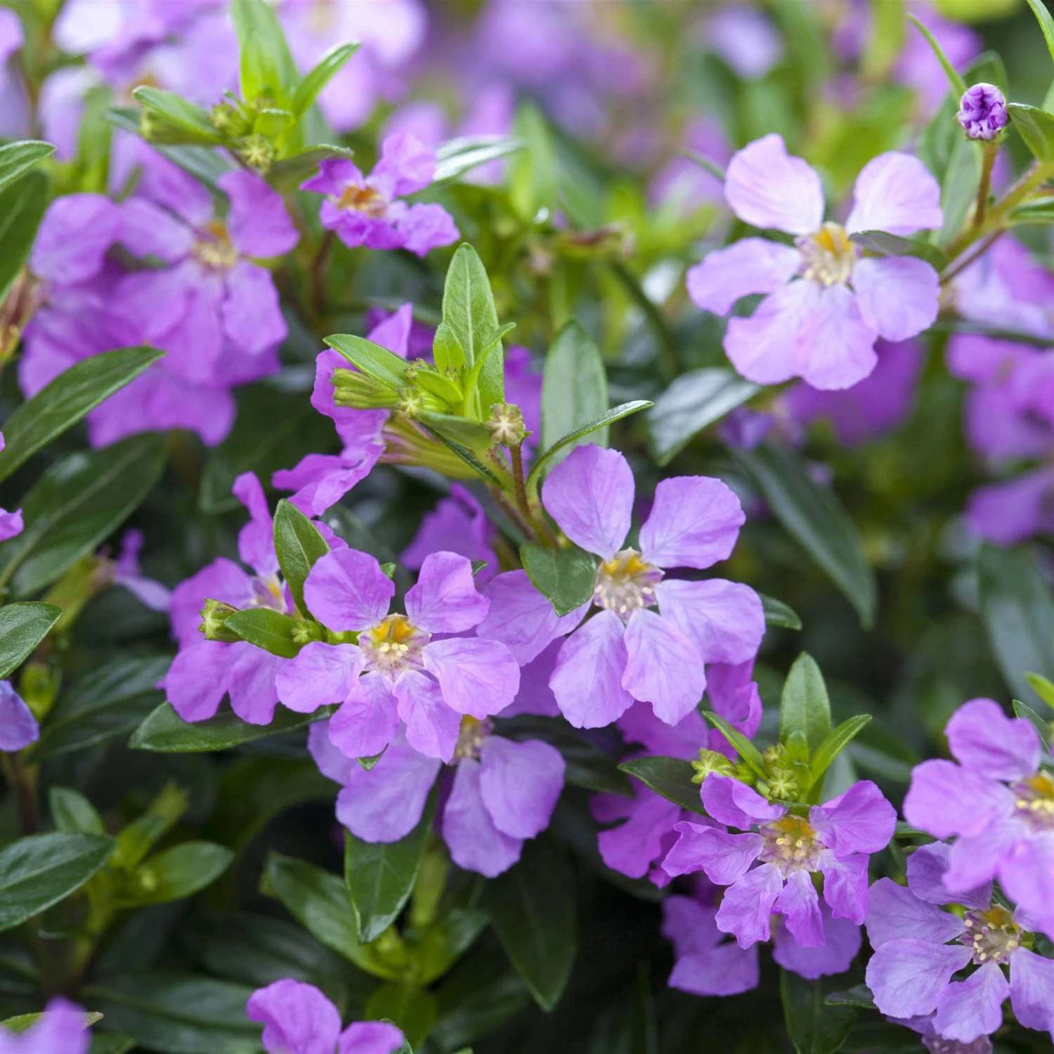 Japanische Scheinmyrte, Farben Zufällig, Topf-Ø 17 Cm, 2er-Set 6 Japanische Scheinmyrte, Farben Zufällig, Topf-Ø 17 Cm, 2er-Set – Bild 5