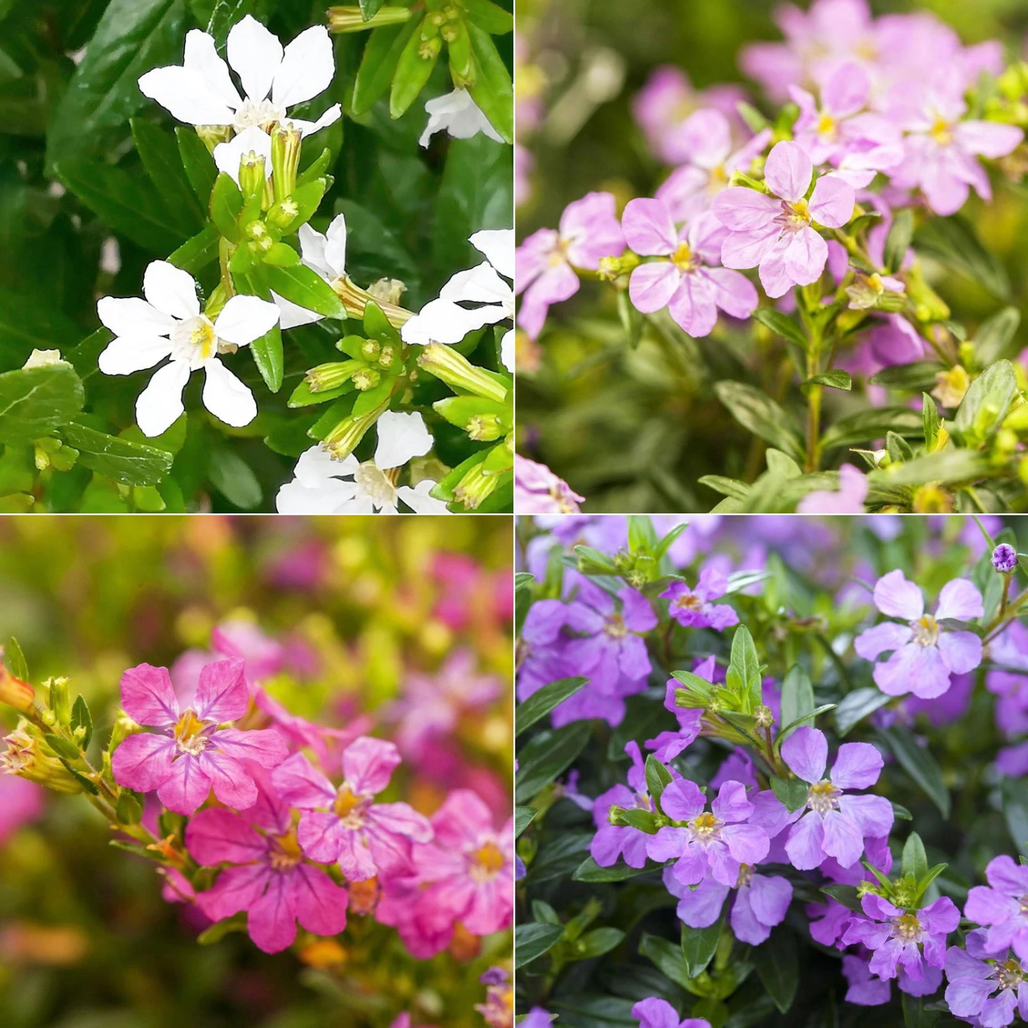 Japanische Scheinmyrte, Farben Zufällig, Topf-Ø 17 Cm, 2er-Set 2 Japanische Scheinmyrte, Farben Zufällig, Topf-Ø 17 Cm, 2er-Set