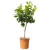 Zitronenbaum, Stamm, Topf-Ø 24 Cm, Höhe Ca. 140 Cm -Gardena Verkaufsgeschäft 0630200015 Citrus limon Stamm T24 1 112131