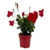 Dipladenie Rot, Busch, Topf-Ø 13/14 Cm, 3er-Set 2 Dipladenie Rot, Busch, Topf-Ø 13/14 Cm, 3er-Set -Gardena Verkaufsgeschäft 0670110216 Dipladenia Busch rot 3er Set 2 111117