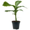 Bananenpflanze, Topf-Ø 17 Cm, Höhe Ca. 60 Cm, 2er-Set -Gardena Verkaufsgeschäft 0680100202 0680100219 Musa basjo 2 112228