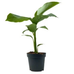 Bananenpflanze, Topf-Ø 17 Cm, Höhe Ca. 60 Cm, 2er-Set -Gardena Verkaufsgeschäft 0680100202 0680100219 Musa basjo 4 112229
