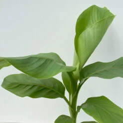 Bananenpflanze, Topf-Ø 17 Cm, Höhe Ca. 60 Cm, 2er-Set -Gardena Verkaufsgeschäft 0680100202 0680100219 Musa basjo 6 111828