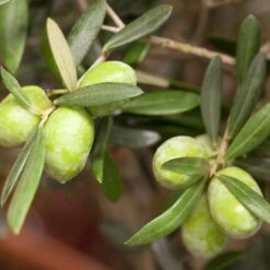 Olivenbaum 'Bonsai', Topf-Ø 20 Cm, Höhe Ca. 45 Cm -Gardena Verkaufsgeschäft 0680200048 0680200051 0680200054 0680200057 0680200061 0680200075 Koelle Olea europaea Busch1 76776 2