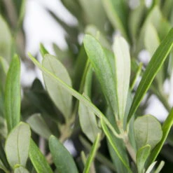 Olivenbaum 'Bonsai', Topf-Ø 20 Cm, Höhe Ca. 45 Cm -Gardena Verkaufsgeschäft 0680200048 0680200051 0680200054 0680200057 0680200061 0680200075 Koelle Olea europaea Busch 76777 2