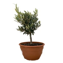 Olivenbaum 'Bonsai', Topf-Ø 20 Cm, Höhe Ca. 45 Cm -Gardena Verkaufsgeschäft 0680200051 Koelle Olea europaea Schale Bonsai 1 110027