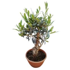 Olivenbaum 'Bonsai', Topf-Ø 20 Cm, Höhe Ca. 45 Cm -Gardena Verkaufsgeschäft 0680200051 Koelle Olea europaea Schale T20 Bonsai H45 55 78686