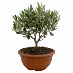 Olivenbaum 'Bonsai', Topf-Ø 20 Cm, Höhe Ca. 45 Cm -Gardena Verkaufsgeschäft 0680200051 Olea europaea Schale T20 Bonsai 1 114177
