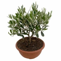 Olivenbaum 'Bonsai', Topf-Ø 20 Cm, Höhe Ca. 45 Cm -Gardena Verkaufsgeschäft 0680200051 Olea europaea Schale T20 Bonsai 3 114178