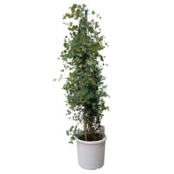 Gardena Verkaufsgeschäft -Gardena Verkaufsgeschäft 0680400009 Eucalyptus gunnii Pyramide 1 112236