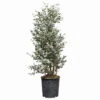 Eukalyptus, Pyramide, Topf-Ø 24 Cm, Höhe Ca. 90 Cm -Gardena Verkaufsgeschäft 0680400009 Eucalyptus gunnii Pyramide T2224 1 114182