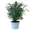 Eukalyptus 'Baby Blue', Busch, Topf-Ø 20 Cm 1 Eukalyptus 'Baby Blue', Busch, Topf-Ø 20 Cm -Gardena Verkaufsgeschäft 0680400059 Eukalyptus gunnii Busch T20 Baby Blue WS 2 98467