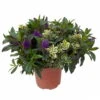 Hebe 'Duo Twin' Bunt, Topf-Ø 23 Cm -Gardena Verkaufsgeschäft 0690190079 Hebe Addenda T23 Duo gruen bunt 3 114187